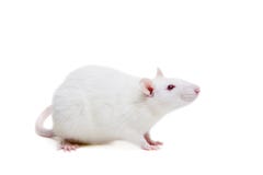 Weiße Laborratte auf Weiß stockbild Weiße Laborratte auf Weiß stockbild