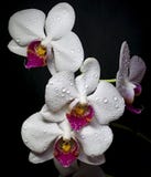 Weiße Orchideenblumen mit Wassertropfen auf schwarzem backround lizenzfreies stockfoto Weiße Orchideenblumen mit Wassertropfen auf schwarzem backround lizenzfreies stockfoto