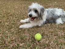 Weiße rauhaarige Hunde, die auf trockenem Gras mit dem Tennisball, spielend mit Haustieren sitzen stockfotos Weiße rauhaarige Hunde, die auf trockenem Gras mit dem Tennisball, spielend mit Haustieren sitzen stockfotos