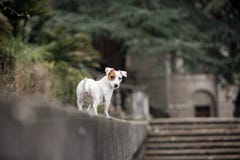 Weiße Terrierstände Jacks Russell gegen Gebäude stockfotos Weiße Terrierstände Jacks Russell gegen Gebäude stockfotos