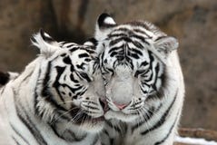 Weiße Tiger lizenzfreie stockfotografie Weiße Tiger lizenzfreie stockfotografie