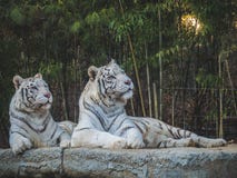 Weiße Tiger, die weg im Wald schauen lizenzfreie stockbilder Weiße Tiger, die weg im Wald schauen lizenzfreie stockbilder