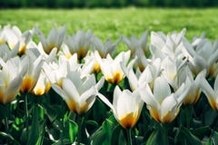 Weiße Tulpen mit gelben Details und grünem Gras des Gartens aus Fokushintergrund in Amsterdam, die Niederlande während des Frühli Lizenzfreies Stockfoto Weiße Tulpen mit gelben Details und grünem Gras des Gartens aus Fokushintergrund in Amsterdam, die Niederlande während des Frühli Lizenzfreies Stockfoto