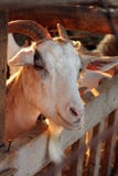 Weiße Ziege stockfotografie Weiße Ziege stockfotografie