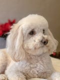 Weißer flaumiger Hund nimmt ein Porträt lizenzfreie stockbilder Weißer flaumiger Hund nimmt ein Porträt lizenzfreie stockbilder