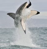 Weißer Hai (Carcharodon Carcharias) durchbrechend in einem Angriff stockfotos Weißer Hai (Carcharodon Carcharias) durchbrechend in einem Angriff stockfotos