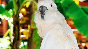 Weißer Papagei, Kakaduvogel-//-Porträt eines Papageien stockbild Weißer Papagei, Kakaduvogel-//-Porträt eines Papageien stockbild