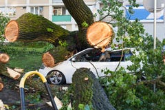 Weißer Personenkraftwagen zerquetscht durch gefallenen Baum lizenzfreie stockfotos Weißer Personenkraftwagen zerquetscht durch gefallenen Baum lizenzfreie stockfotos