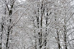 Weißer Schnee auf den Bäumen im Park lizenzfreie stockbilder Weißer Schnee auf den Bäumen im Park lizenzfreie stockbilder