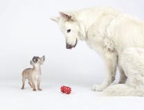 Weißer Schäfer und kurzes Haar Chihuahua, die mit rotem Spielzeug spielen stockfotografie Weißer Schäfer und kurzes Haar Chihuahua, die mit rotem Spielzeug spielen stockfotografie