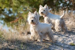 Weißer Terrier des Westhochlands lizenzfreie stockfotos Weißer Terrier des Westhochlands lizenzfreie stockfotos