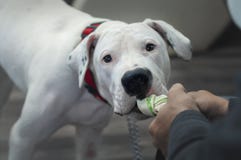 Weißes Dogo Argentino, das mit Gummispielzeug spielt stockfoto Weißes Dogo Argentino, das mit Gummispielzeug spielt stockfoto
