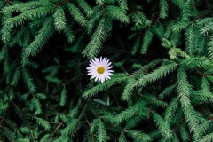 Weißes Gänseblümchen im Wald auf dem Hintergrund von grünen Niederlassungen der Fichte Schöner natürlicher Hintergrund mit freiem stockbilder Weißes Gänseblümchen im Wald auf dem Hintergrund von grünen Niederlassungen der Fichte Schöner natürlicher Hintergrund mit freiem stockbilder