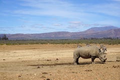 Weißes Nashorn, das mit anderem Nashorn und Zebras in der Safari steht stockfotografie Weißes Nashorn, das mit anderem Nashorn und Zebras in der Safari steht stockfotografie
