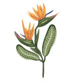Wektorowa ilustracja barwiony tropikalny kwiat odizolowywaj?cy na bia?ym tle ilustracja wektor Wektorowa ilustracja barwiony tropikalny kwiat odizolowywaj?cy na bia?ym tle ilustracja wektor