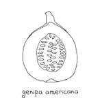 Wektorowa sztuka genipa ameicana ilustracja wektor Wektorowa sztuka genipa ameicana ilustracja wektor