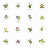 Wektorowi kolorowi ustaleni projektów szablony, emblematy i - zdrowi ziele i pikantność Różny leczniczy, kosmetyk rośliny logowie ilustracja wektor Wektorowi kolorowi ustaleni projektów szablony, emblematy i - zdrowi ziele i pikantność Różny leczniczy, kosmetyk rośliny logowie ilustracja wektor