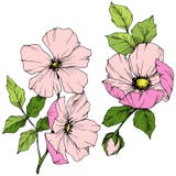 Wektoru Rosa Różowy canina Kwiecisty botaniczny kwiat Grawerująca atrament sztuka Odosobniony Rosa canina ilustracji element ilustracji Wektoru Rosa Różowy canina Kwiecisty botaniczny kwiat Grawerująca atrament sztuka Odosobniony Rosa canina ilustracji element ilustracji