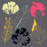 E patroszonych element?w kwiecista r?ka Rocznik monochromatyczna botaniczna ilustracja ilustracja wektor E patroszonych element?w kwiecista r?ka Rocznik monochromatyczna botaniczna ilustracja ilustracja wektor