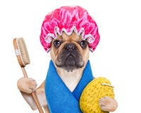 Wellness dog. French bulldog dog having a spa or wellness treatment with shower cap ,isolated on white background Wellness dog. French bulldog dog having a spa or wellness treatment with shower cap ,isolated on white background