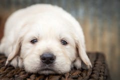 Welpe des goldenen Apportierhunds stockbild Welpe des goldenen Apportierhunds stockbild