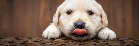 Welpe des goldenen Apportierhunds lizenzfreie stockfotografie Welpe des goldenen Apportierhunds lizenzfreie stockfotografie