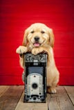 Welpe des goldenen Apportierhunds stockfotografie Welpe des goldenen Apportierhunds stockfotografie