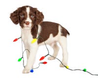 Welpe eingewickelt in den Weihnachtslichtern lizenzfreie stockfotografie Welpe eingewickelt in den Weihnachtslichtern lizenzfreie stockfotografie