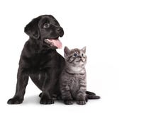 Welpe und Kätzchen lizenzfreies stockbild Welpe und Kätzchen lizenzfreies stockbild