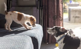 Welpe und ?lterer Hund, die sich gegen?berstellen stockbild Welpe und ?lterer Hund, die sich gegen?berstellen stockbild
