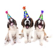 Welpen des Gesangs Bernhardiner mit Geburtstag stockbilder Welpen des Gesangs Bernhardiner mit Geburtstag stockbilder