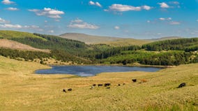 Wels landschap dichtbij tal-Y, het UK stock fotografie Wels landschap dichtbij tal-Y, het UK stock fotografie