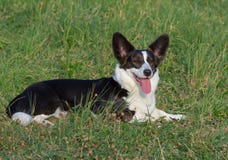 Welsh Corgi Cardigan tricolor with brindle points royalty free stock photography Welsh Corgi Cardigan tricolor with brindle points royalty free stock photography