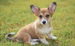Welsh corgi pembroke puppy portrait stock photo Welsh corgi pembroke puppy portrait stock photo