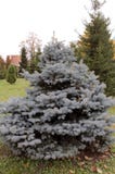 Wenig Blautanne wächst im Park stockbild Wenig Blautanne wächst im Park stockbild