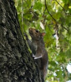 Wenig Eichhörnchen, das im Park spielt stockfotografie Wenig Eichhörnchen, das im Park spielt stockfotografie