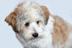 Wenig havanese Welpe betrachtet Blicke besorgt seinen Umgebungen stockfoto Wenig havanese Welpe betrachtet Blicke besorgt seinen Umgebungen stockfoto