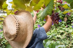 Wenig Junge, der Trauben am Obstgarten seiner Familie erntet stockbild Wenig Junge, der Trauben am Obstgarten seiner Familie erntet stockbild