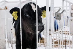 Wenig Kalb auf einer Molkerei bewirtschaften stockfoto Wenig Kalb auf einer Molkerei bewirtschaften stockfoto