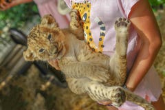 Wenig Mädchen, das ein Leopardkätzchen hält ein Zoo, ein Kind eines wilden Fleischfressers in den Armen eines Menschenkindes lizenzfreies stockbild Wenig Mädchen, das ein Leopardkätzchen hält ein Zoo, ein Kind eines wilden Fleischfressers in den Armen eines Menschenkindes lizenzfreies stockbild