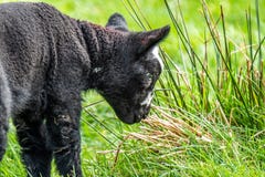 Wenig schwarzes Lamm, das ein Feld in Irland steht stockfotos Wenig schwarzes Lamm, das ein Feld in Irland steht stockfotos