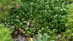 Wenig Teich mit purpurroter Blume stockfoto Wenig Teich mit purpurroter Blume stockfoto