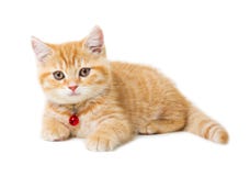 Wenige Ingwer britische shorthair Katzen über weißem Hintergrund lizenzfreies stockfoto Wenige Ingwer britische shorthair Katzen über weißem Hintergrund lizenzfreies stockfoto