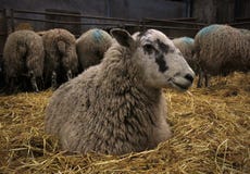 Werfenzeit lizenzfreie stockbilder Werfenzeit lizenzfreie stockbilder