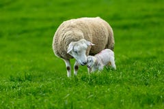 Werfenzeit, Texel-Mutterschaf mit neugeborenem Lamm lizenzfreie stockbilder Werfenzeit, Texel-Mutterschaf mit neugeborenem Lamm lizenzfreie stockbilder