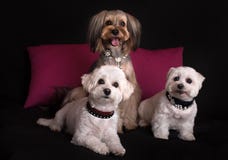West Highland sveglio Terrier bianco che si siede sul nero immagini stock West Highland sveglio Terrier bianco che si siede sul nero immagini stock