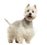 West Highland White Terrier panting, looking happy, 18 months stock photos West Highland White Terrier panting, looking happy, 18 months stock photos