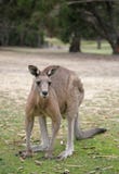 Western Grey Kangaroo Royalty Free Stock Photos