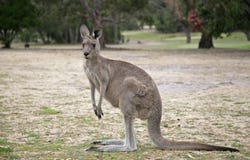 Western Grey Kangaroo Stock Photography