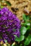 Western honey bee Apis Mellifera landing on decorative violet flower of Persian Onion, also called Dutch Garlic Stock Photography Western honey bee Apis Mellifera landing on decorative violet flower of Persian Onion, also called Dutch Garlic Stock Photography
